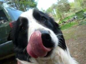 Radar the Rescue Border Collie