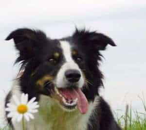 Things to Consider Before Getting A Border Collie