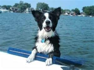 Border Collie Copies Owner and Tries To Break Ice on Lake in Adorable Clip