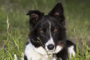 Things to Consider Before Getting A Border Collie