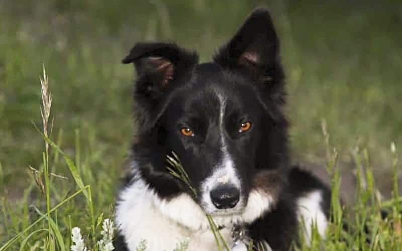 how old was the oldest border collie