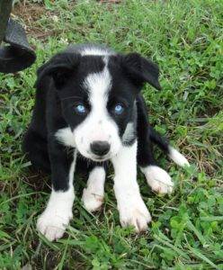 Rough border hot sale collie puppies