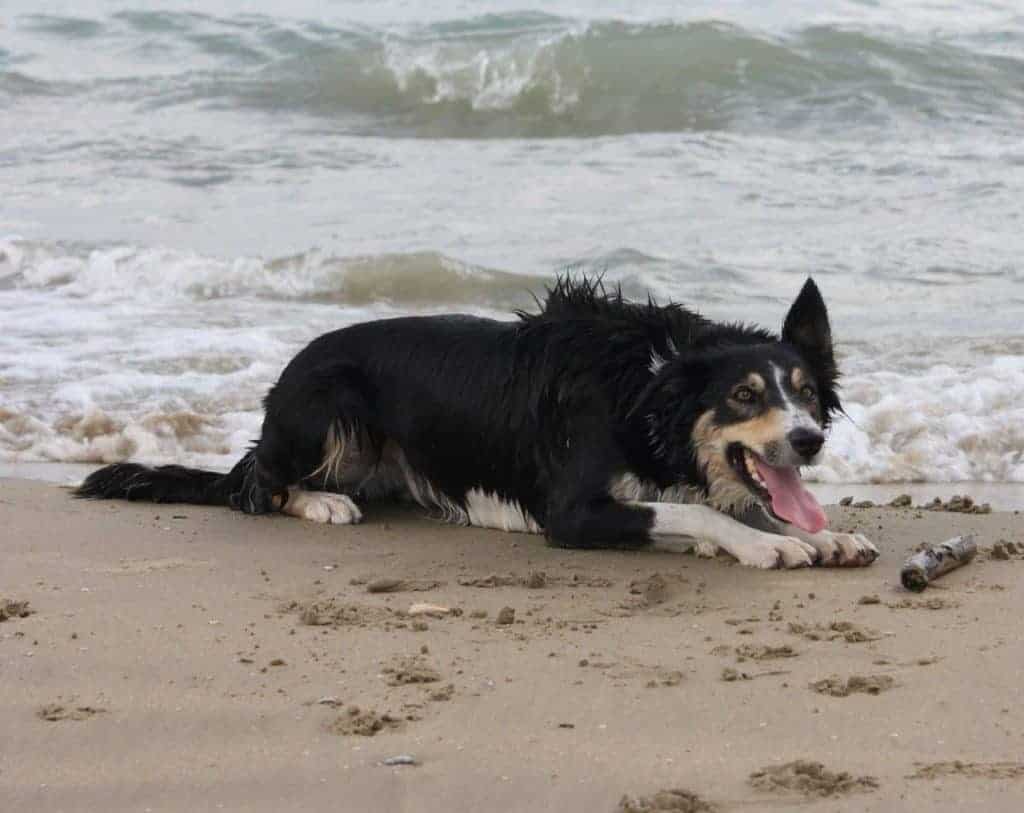 Things to Consider Before Getting A Border Collie | Collie Chatter