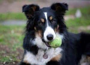 5 Things to Know About Border Collies - Petful