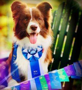 Pros and Cons of Choosing a Border Collie as a Pet - PetHelpful