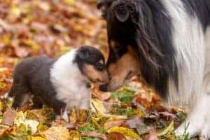 A tricolor Rough Collie mother nuzzles her tiny tricolor puppy