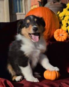 Small puppy posed with his front paw on a pumpkin