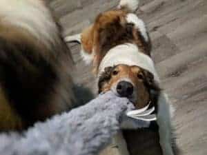 Yoshi, a sable and white Rough Collie, is lying on the ground tugging on a stuffing-free dog toy.