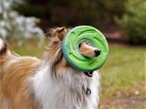 Matilda thinks any frisbee with a hole is the best frisbee ever!