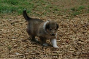 Amelia as a puppy walking on grass and woodchips