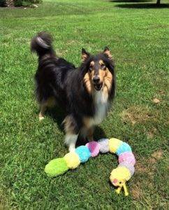 Tricolor (black, white, and tan) Collie Jake standing outside with his favorite caterpillar toy.