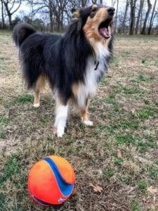 Jake, a tricolor Collie, is standing in front of his ball, barking until it is thrown.