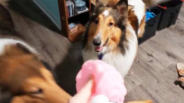 collies play with new halloween dog toy