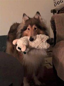 A sable and white Collie lovingly holds a Lamb Chop plush toy in her mouth.