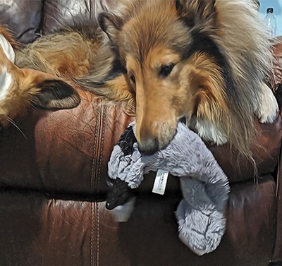 top 20 recommended toys for collies