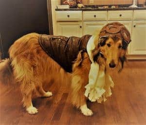 Amelia the dog cos-playing famous pilot Amelia Earhart, wearing goggles, leather vest, white ruffled front piece.