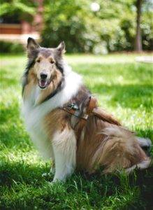 Amelia in harness, sitting in grass outside, smiling.