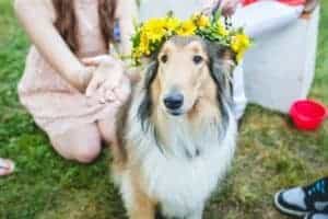 Amelia crowned with a wreath of yellow flowers.