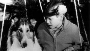 Timmy looking at Lassie, black/white photo.