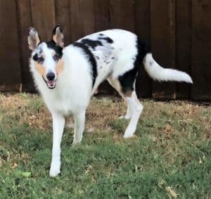 A harlequin blue merle walks outside, very flashy with his marbled patches of black, white, and gray