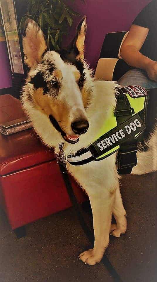 River, a harlequin blue merle (different patches and spots of color in black, grey, tan, and white) Smooth Collie wearing a service dog vest.