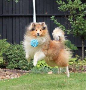 A sable and white Collie bouncing higher than his ball.