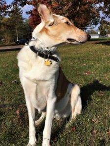 Tag is sitting outside, sniffing the wind in his face.
