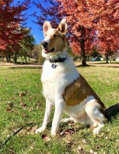 Tag posing outside in front of colorful autumn trees.