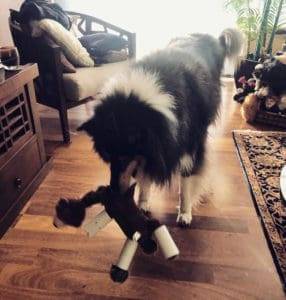 Wiley, a tricolor Collie, playing with a soft toy now that it is wearing toilet paper rolls on its legs.