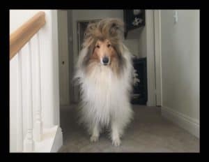 A Rough Collie with a lot of hair standing straight up on his forehead.