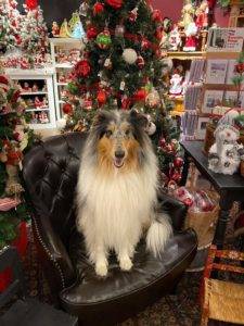 Blue merle Collie seated in an armchair, posed in front of a Christmas tree.