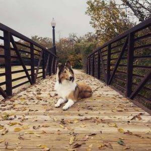 A sable and white Rough Collie lying on a wooden bridge surrounded by fallen leaves.