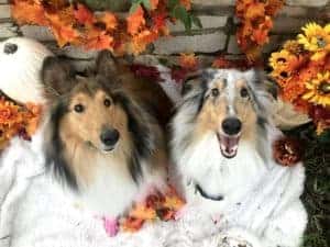 A sable and white and blue merle Collie pose amid autumn leaves