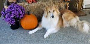 A golden Collie lying in front of a straw bale, posing beside pumpkins, gourds, and fall mums flowers