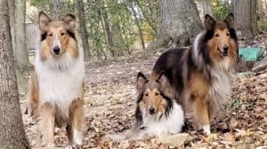 Three Sable and white Collies outside among fallen leaves.