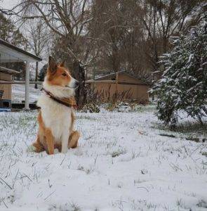 A sable and white Scottish Collie sits outside in the snow, wearing a bandana