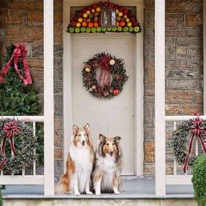 Two Sable and white Rough Collies sitting side by side on a porch decorated for the holidaysl