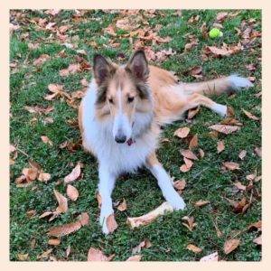 A Sable and White Rough Collie puppy lies outside among fallen leaves with his bone.