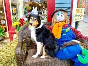 Tricolor Collie sitting on a bench posing beside a scarecrow