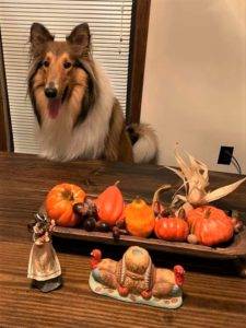 A happy sable and white Rough Collie sits at a table decorated with Thanksgiving decorations.