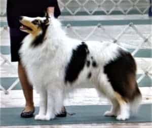 Polar, a harlequin blue merle Rough Collie, in a show ring, intently focused on his handler