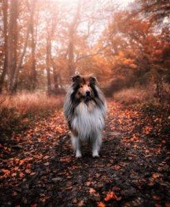 A full-coated sable and white Collie stands amidst fallen autumn leaves in a forest