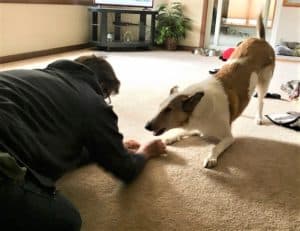 Tag and Wade are both on the ground, playing together on the living room carpet. Wade has one of Tag's bones, and Tag is barking while in the play bow