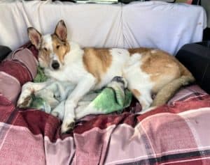 Tag rides in the back seat of a vehicle, reclining on blankets and a cushy dog bed