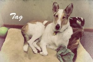 Meet Tag, Smooth Collie Spokesdog and Local Legend
