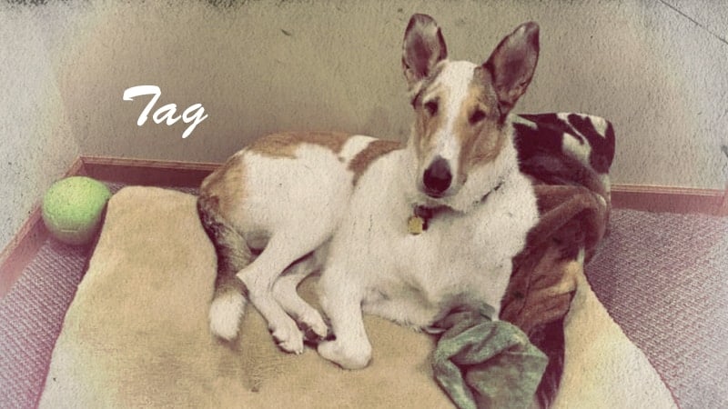 You are currently viewing Meet Tag, Smooth Collie Spokesdog and Local Legend