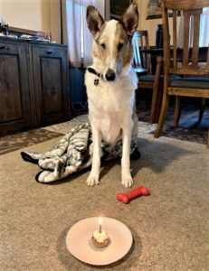 Tag sits on the carpet with a new blanket, bone, and his own cupcake - even lit with a candle! - while he waits for his release command to indulge