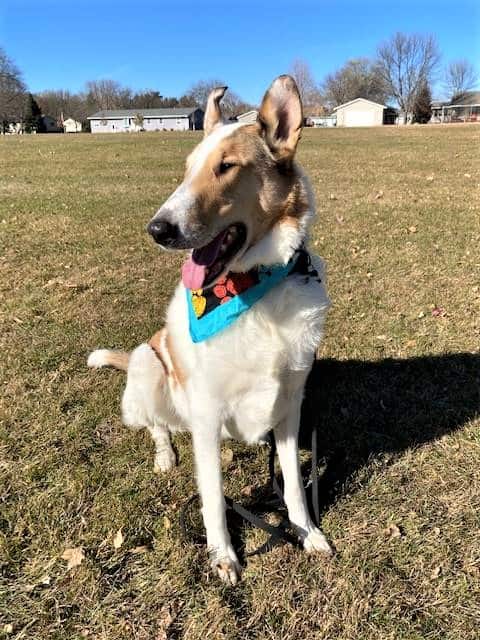 Meet Tag, Smooth Collie Spokesdog and Local Legend | Collie Chatter