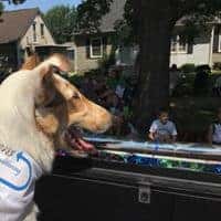 Tag wearing his Ahrens bandana, looking out the window and people-watching.