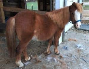 Brown Shetland pony looking fancy after being groomed